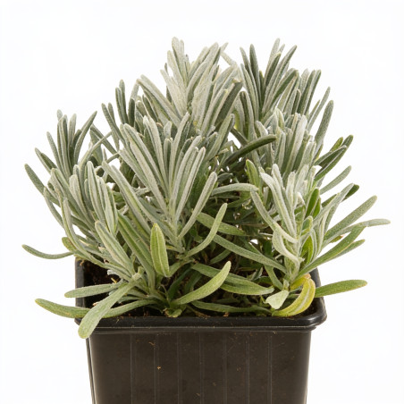 Lavande xintermedia Edelweiss 20cm Godet 9cm - Lavandula