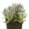 Lavande xintermedia Edelweiss 20cm Godet 9cm - Lavandula