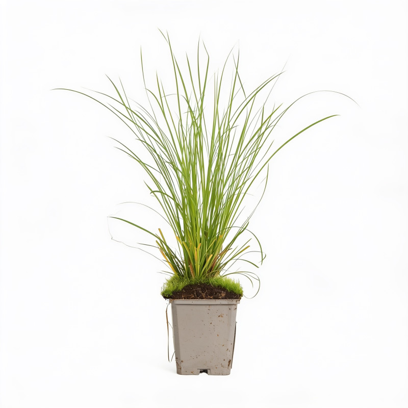 Laîche Kyoto 20cm Godet 9cm - Carex