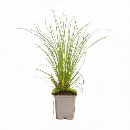 Laîche Kyoto 20cm Godet 9cm - Carex