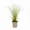 Laîche Kyoto 20cm Godet 9cm - Carex