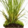 Laîche Kyoto 20cm Godet 9cm - Carex