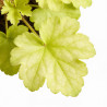 Heuchère Lime Marmalade 20cm Godet 9cm - Heuchera