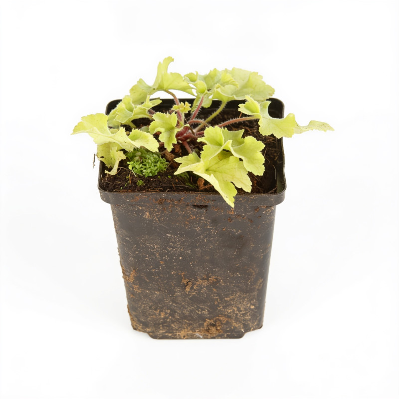 Heuchère Lime Marmalade 20cm Godet 9cm - Heuchera