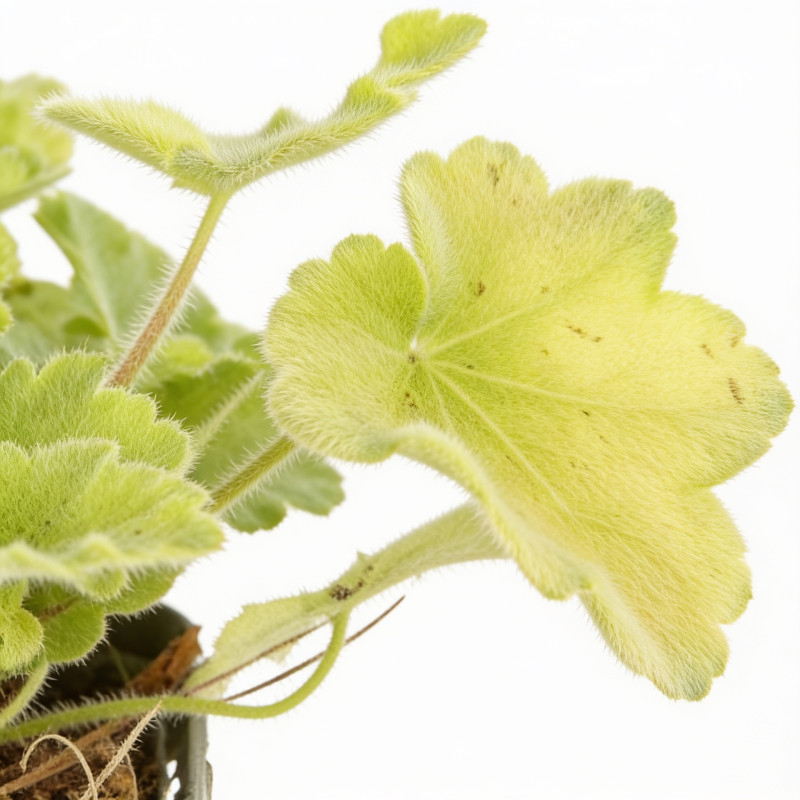 Heuchère hybride Citronelle 20cm Godet 9cm - Heuchera