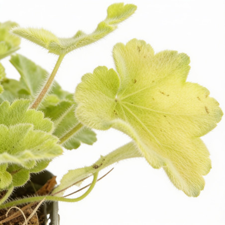Heuchère hybride Citronelle 20cm Godet 9cm - Heuchera