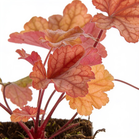Heuchère Paprika PBR 20cm Godet 9cm - Heuchera