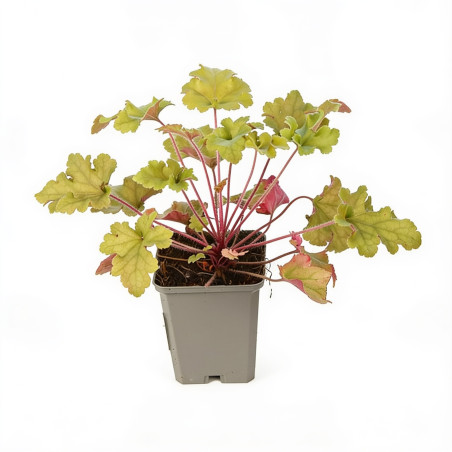 Heuchère Marmelade 20cm Godet 9cm - Heuchera