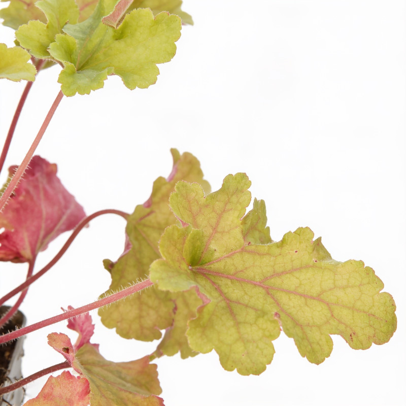 Heuchère Marmelade 20cm Godet 9cm - Heuchera