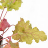 Heuchère Marmelade 20cm Godet 9cm - Heuchera