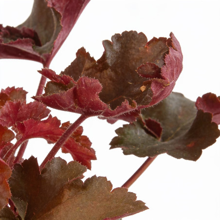 Heuchère Chocolate Ruffles 20cm Godet 9cm - Heuchera