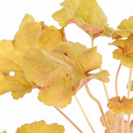 Heuchère Caramel 20cm Godet 9cm - Heuchera