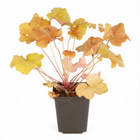 Heuchère Caramel 20cm Godet 9cm - Heuchera