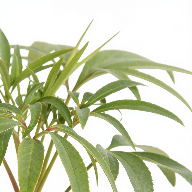 Hellébore foetidus 20cm Godet 9cm - Helleborus