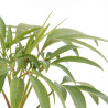 Hellébore foetidus 20cm Godet 9cm - Helleborus