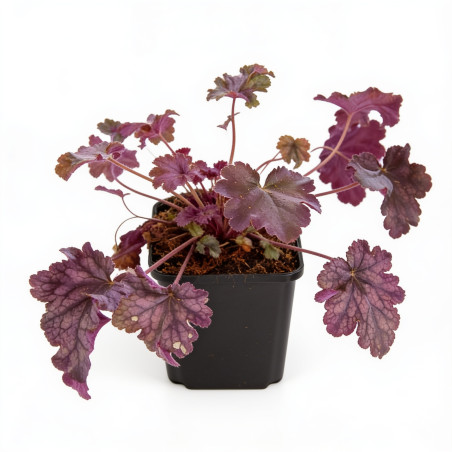 Heuchère Plum Pudding 20cm Godet 9cm - Heuchera