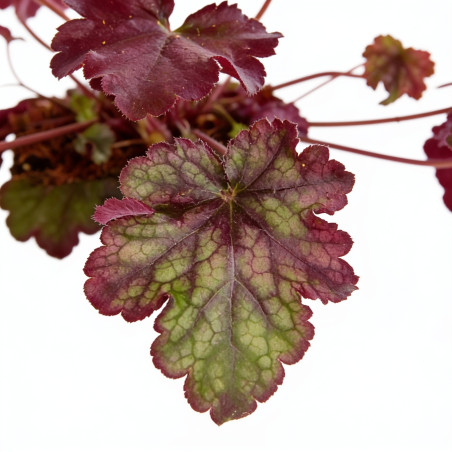 Heuchère Plum Pudding 20cm Godet 9cm - Heuchera