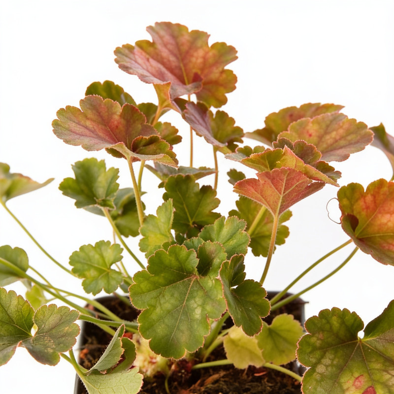 Heuchère Pluie De Feu 20cm Godet 9cm - Heuchera