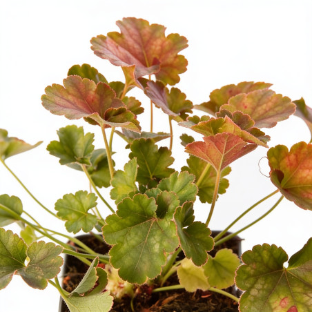 Heuchère Pluie De Feu 20cm Godet 9cm - Heuchera