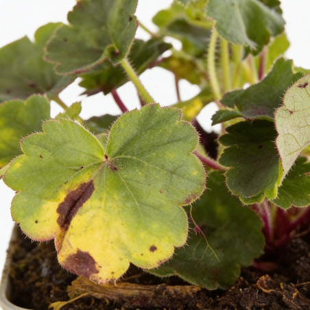 Heuchère sanguinea Leuchtkäfer 20cm Godet 9cm - Heuchera