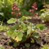 Heuchère sanguinea Leuchtkäfer 20cm Godet 9cm - Heuchera