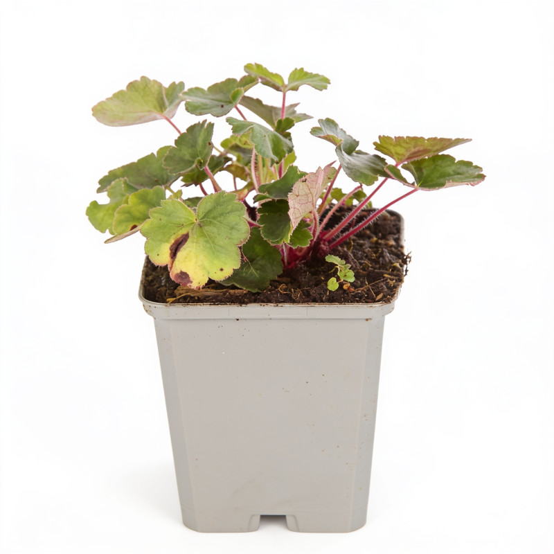 Heuchère sanguinea Leuchtkäfer 20cm Godet 9cm - Heuchera