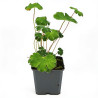 Géranium vivace renardii 20cm Godet 9cm - Geranium