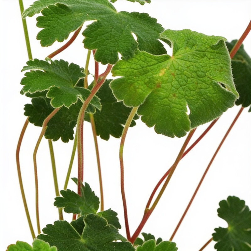 Géranium vivace renardii 20cm Godet 9cm - Geranium
