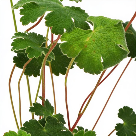 Géranium vivace renardii 20cm Godet 9cm - Geranium