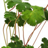 Géranium vivace renardii 20cm Godet 9cm - Geranium