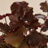 Heuchère micrantha Palace Purple 20cm Godet 9cm - Heuchera