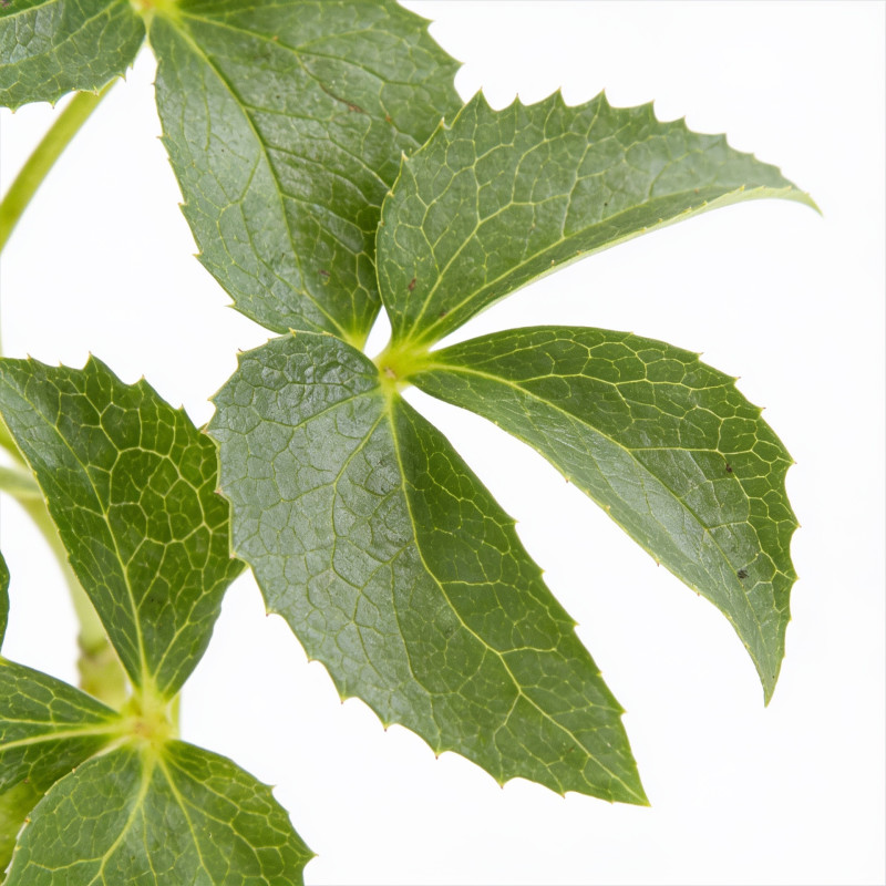 Hellébore argutifolius 20cm Godet 9cm - Helleborus
