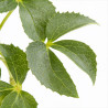 Hellébore argutifolius 20cm Godet 9cm - Helleborus