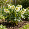 Hellébore niger 20cm Godet 9cm - Helleborus