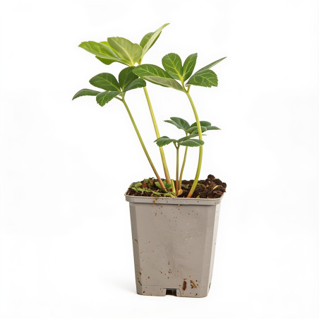 Hellébore niger 20cm Godet 9cm - Helleborus
