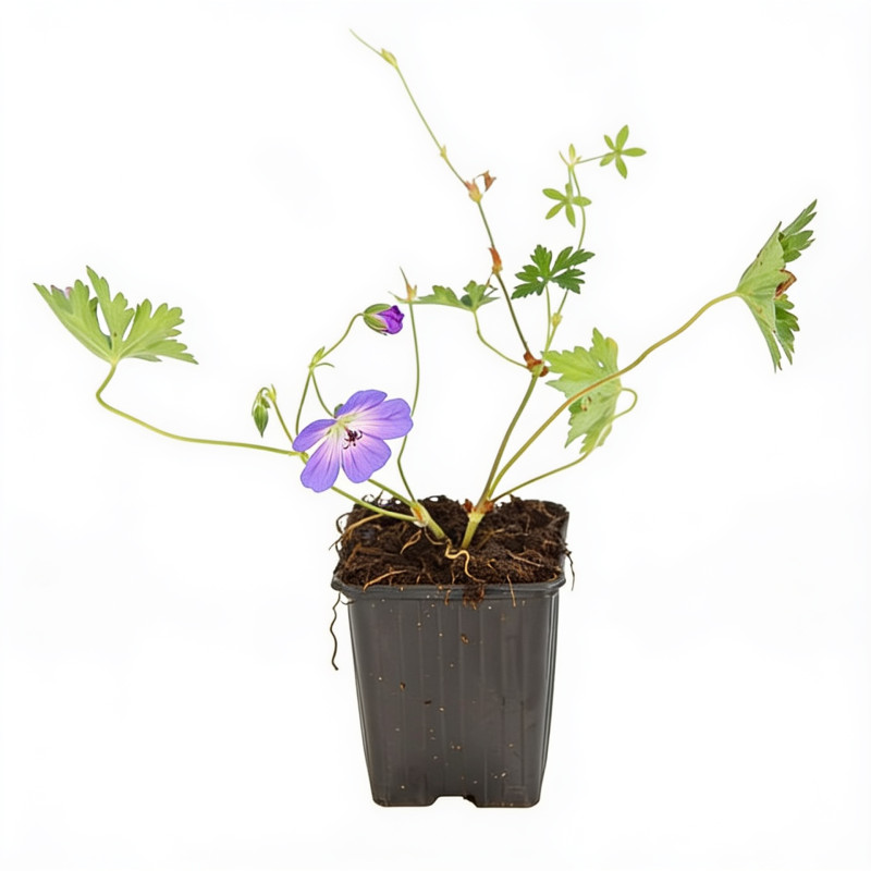 Géranium vivace hybride Azure Rush 20cm Godet 9cm - Geranium