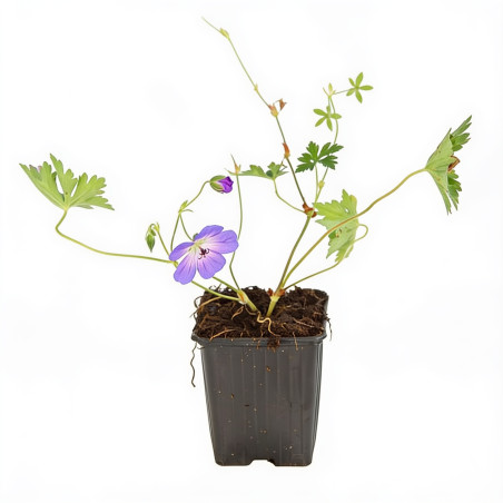 Géranium vivace hybride Azure Rush 20cm Godet 9cm - Geranium
