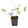 Géranium vivace hybride Azure Rush 20cm Godet 9cm - Geranium