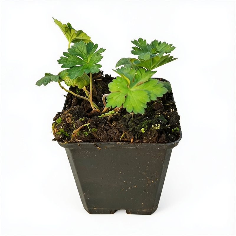 Géranium vivace Gerwat (Rozanne) 20cm Godet 9cm - Geranium