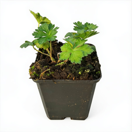 Géranium vivace Gerwat (Rozanne) 20cm Godet 9cm - Geranium