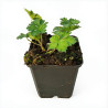 Géranium vivace Gerwat (Rozanne) 20cm Godet 9cm - Geranium