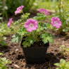 Géranium vivace Gerwat (Rozanne) 20cm Godet 9cm - Geranium