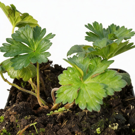 Géranium vivace Gerwat (Rozanne) 20cm Godet 9cm - Geranium