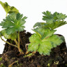 Géranium vivace Gerwat (Rozanne) 20cm Godet 9cm - Geranium