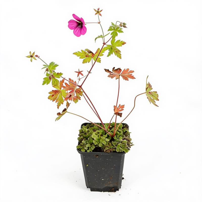 Géranium vivace hybrid Ann Folkard 20cm Godet 9cm - Geranium