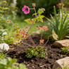 Géranium vivace hybrid Ann Folkard 20cm Godet 9cm - Geranium