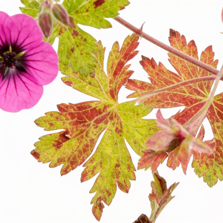 Géranium vivace hybrid Ann Folkard 20cm Godet 9cm - Geranium