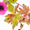 Géranium vivace hybrid Ann Folkard 20cm Godet 9cm - Geranium