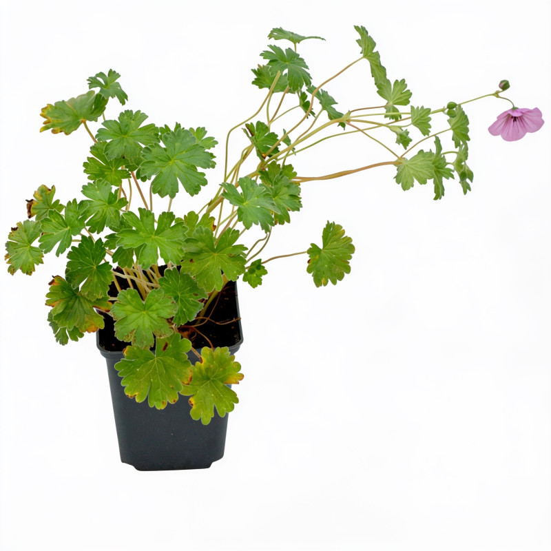 Géranium vivace Joy 20cm Godet 9cm - Geranium