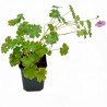 Géranium vivace Joy 20cm Godet 9cm - Geranium